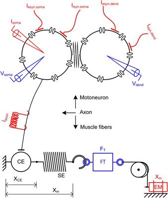 PyMUS: Python-Based Simulation Software for Virtual Experiments on Motor Unit System